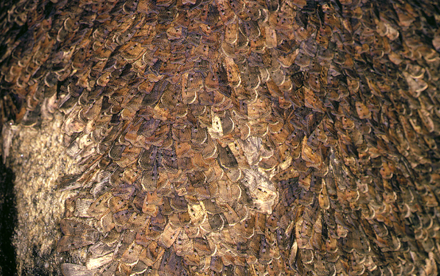 Bogong moths huddle in huge numbers in deep, cold crevices within granite outcrops in the mountains.